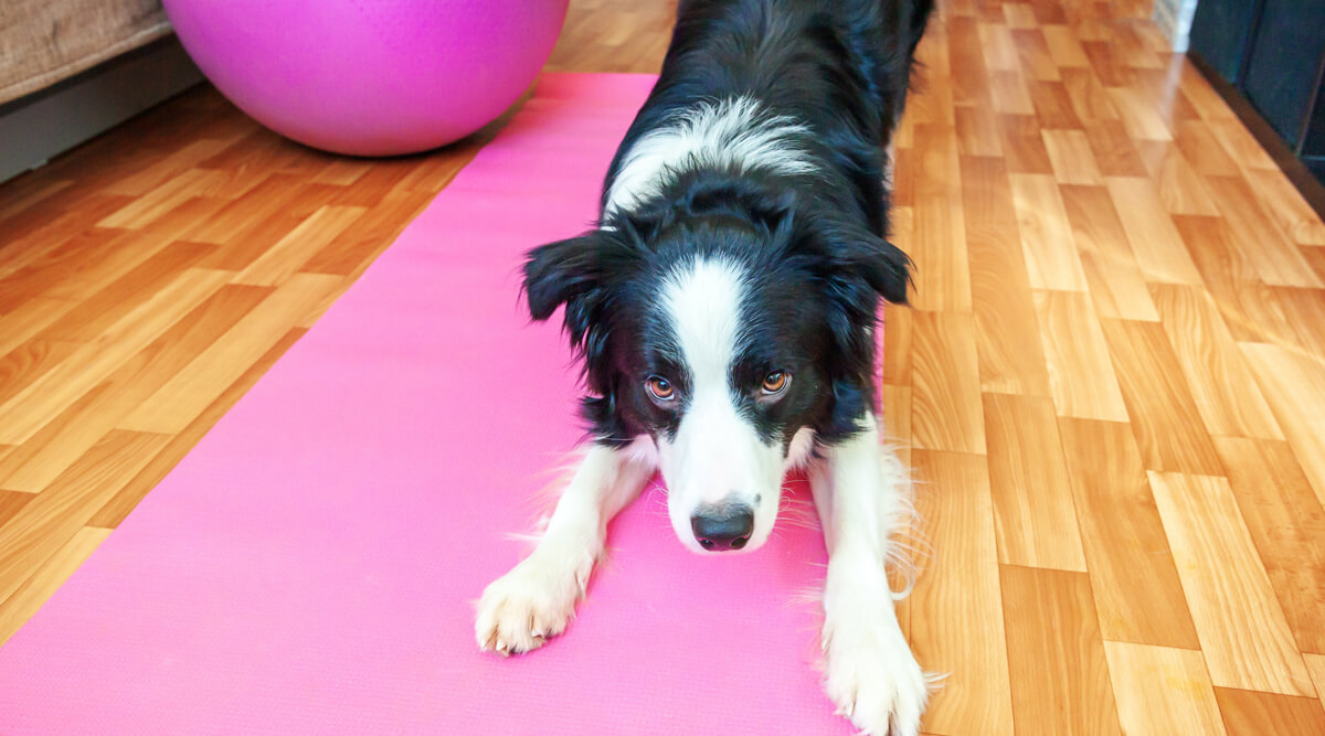 Doga czyli Dog yoga - joga z psem